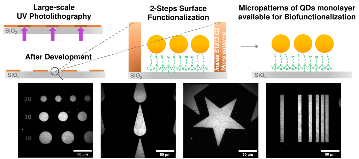 Graphical abstract: micropatterning of quantum dots for biofunctionalization and nanoimaging