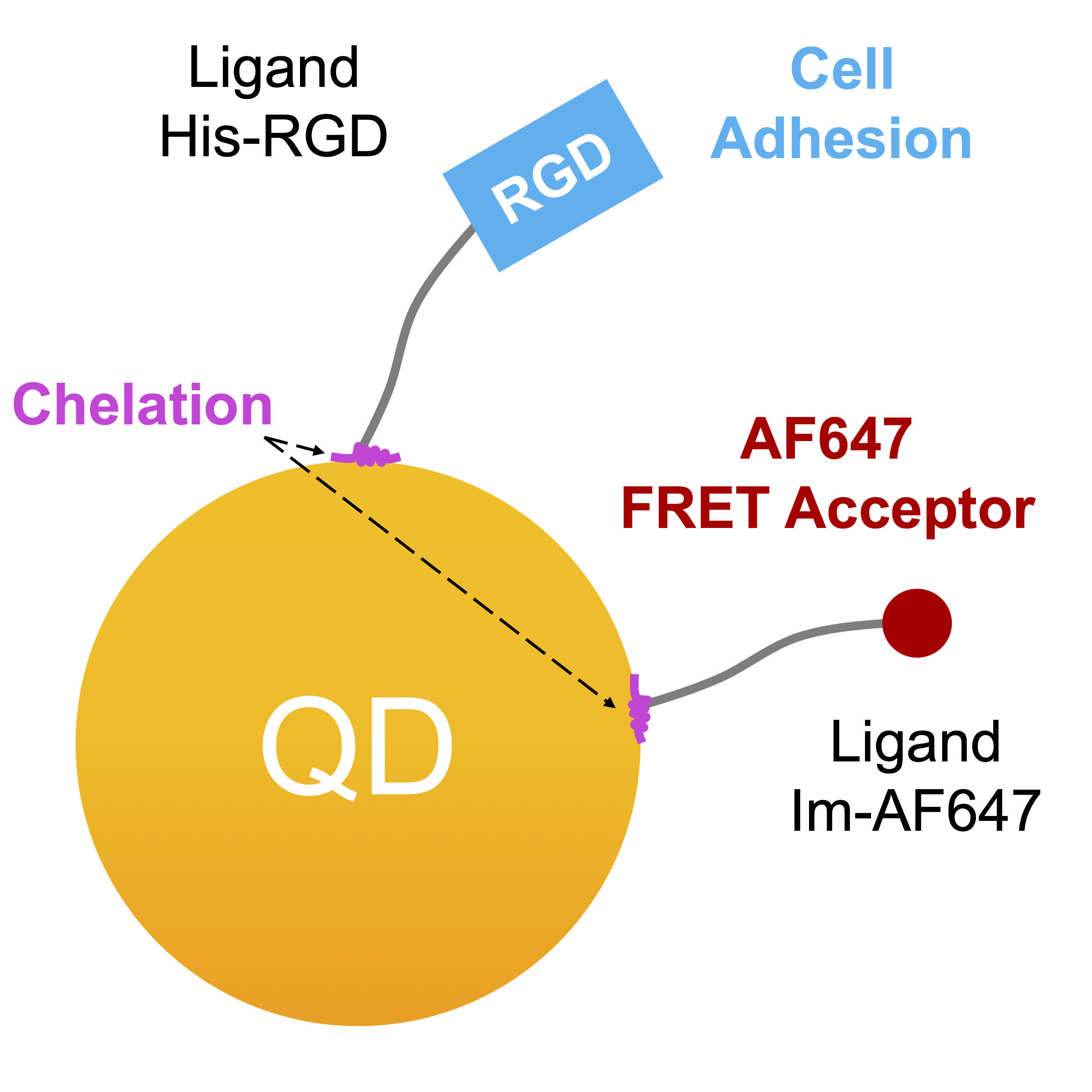 Functional illustration of the chelating ligands