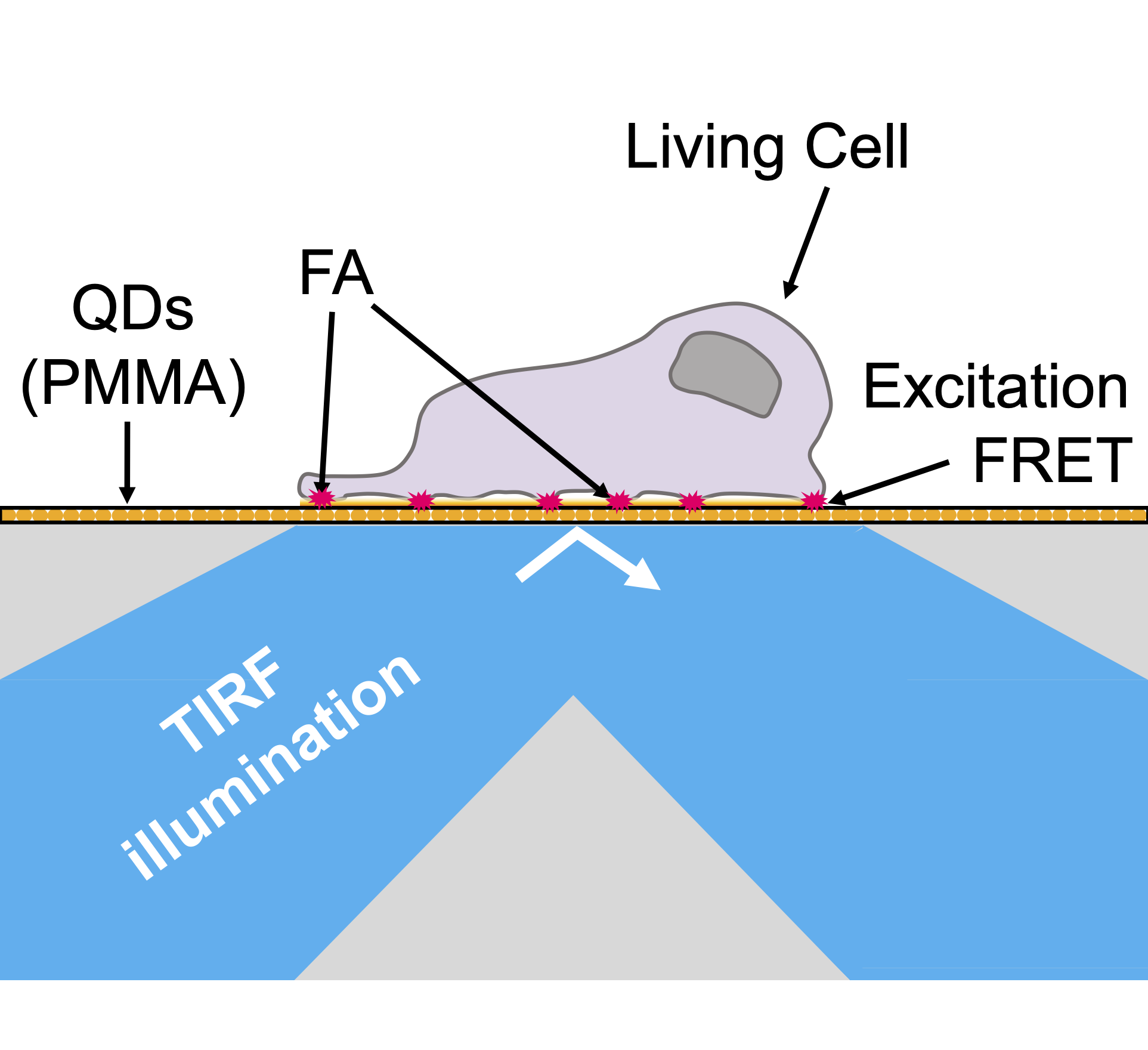 Illustration of the excitation part of a NEF imaging setup, with QDs embedded in PMMA
