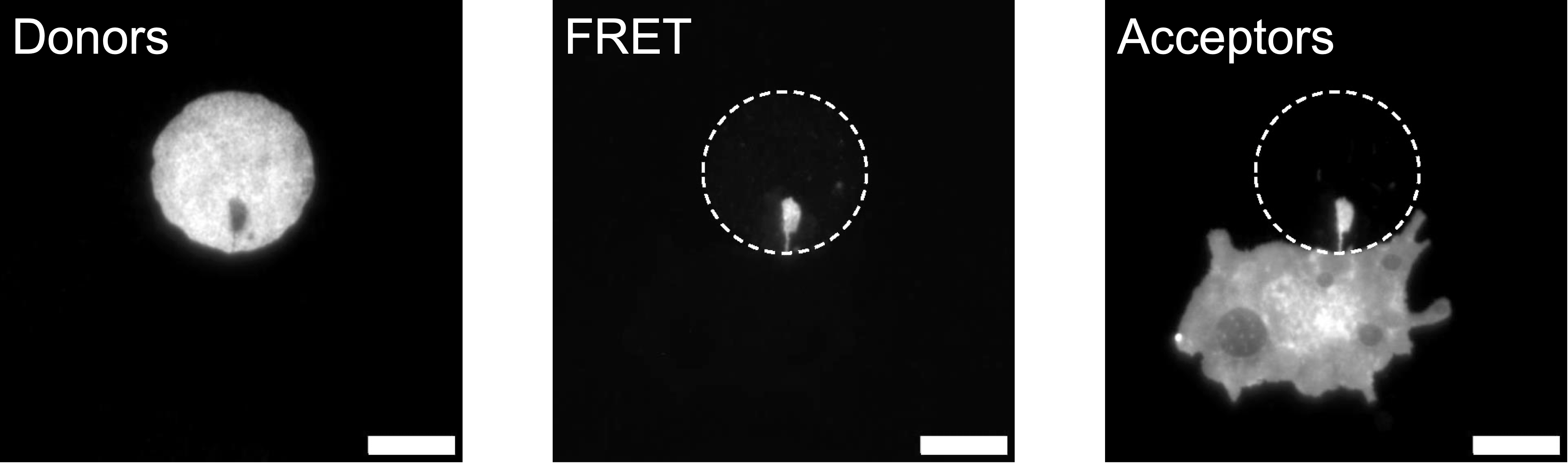 Demonstration of FRET on RPE-1 living cells