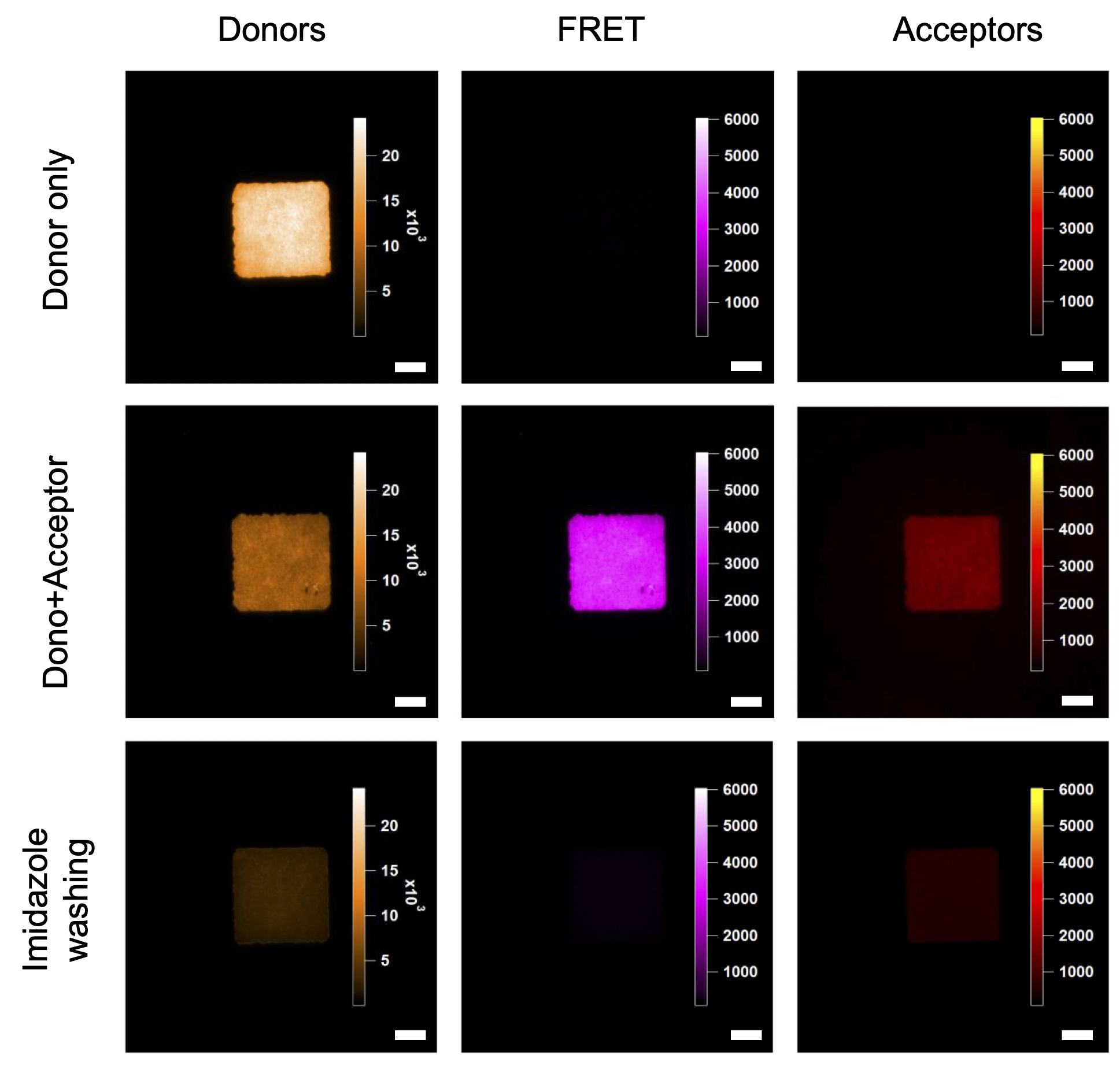 TIRF images of QD micropatterns with and without the Im-AF647 ligand