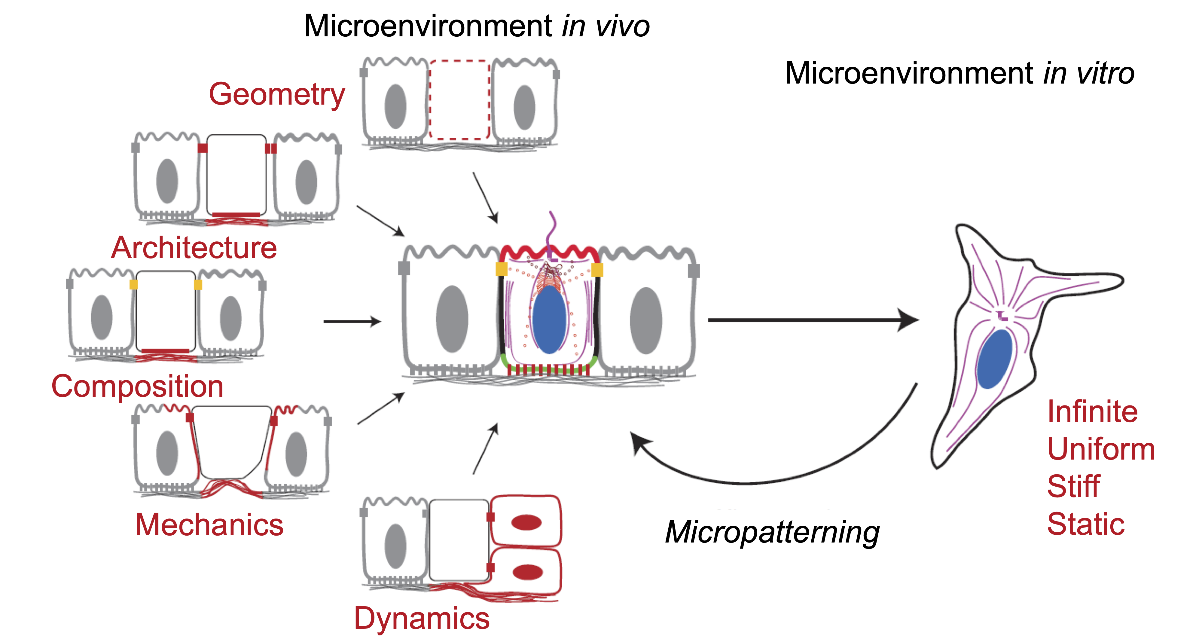 The cell microenvironment in situ and in vitro; micropatterning to mimic physiological environments