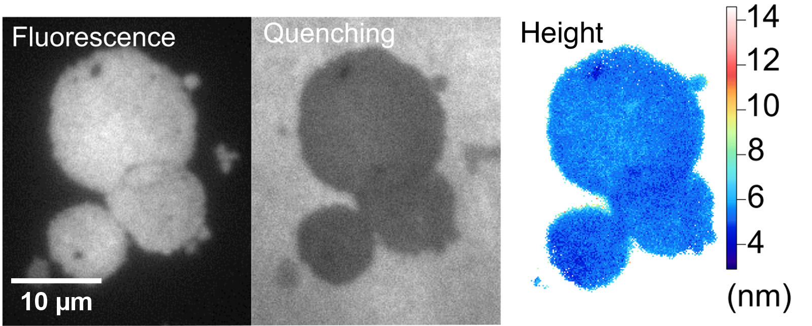 NEF acquisitions and height cartography of substrate – lipid membranes